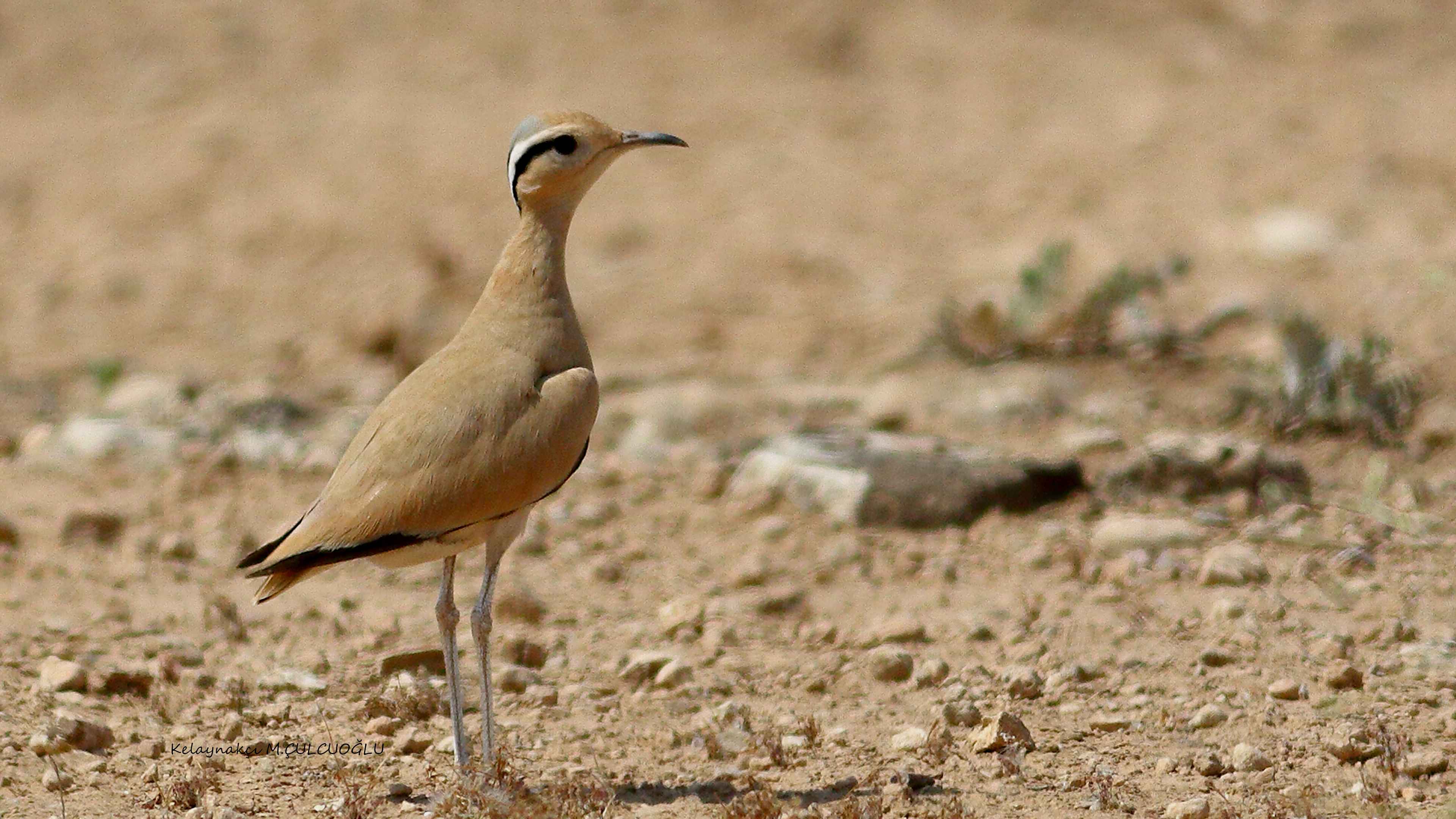 Cream-colored Courser